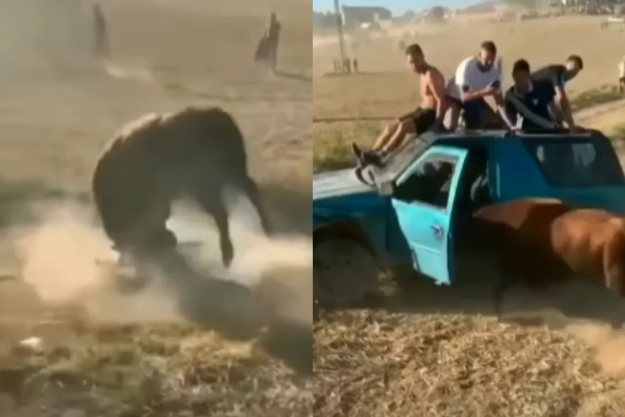Animal Viral Video