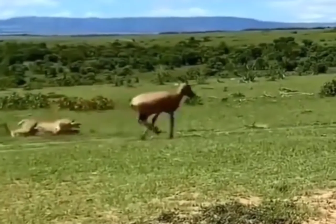 Animal Viral Video