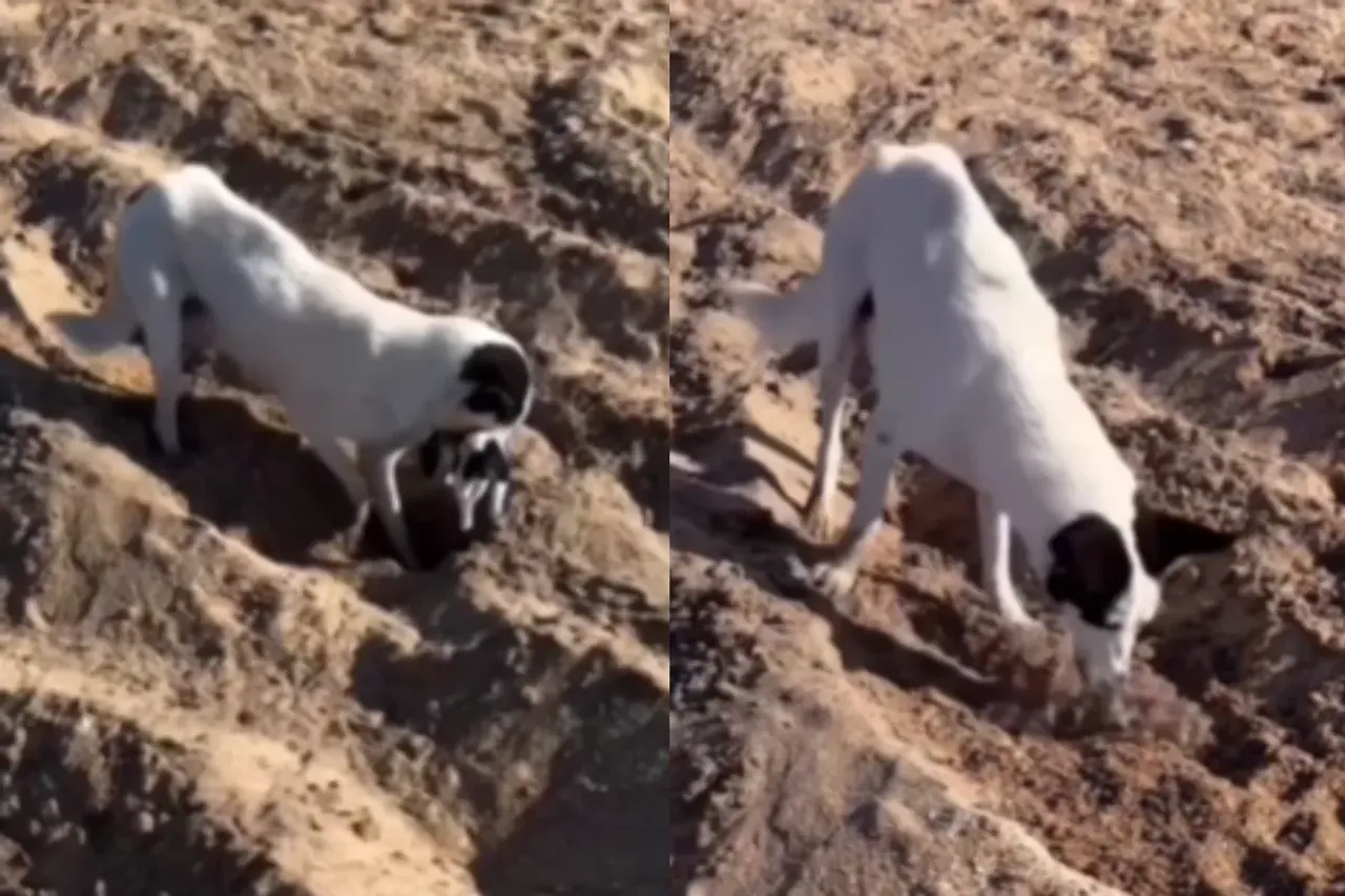 Animal Viral Video