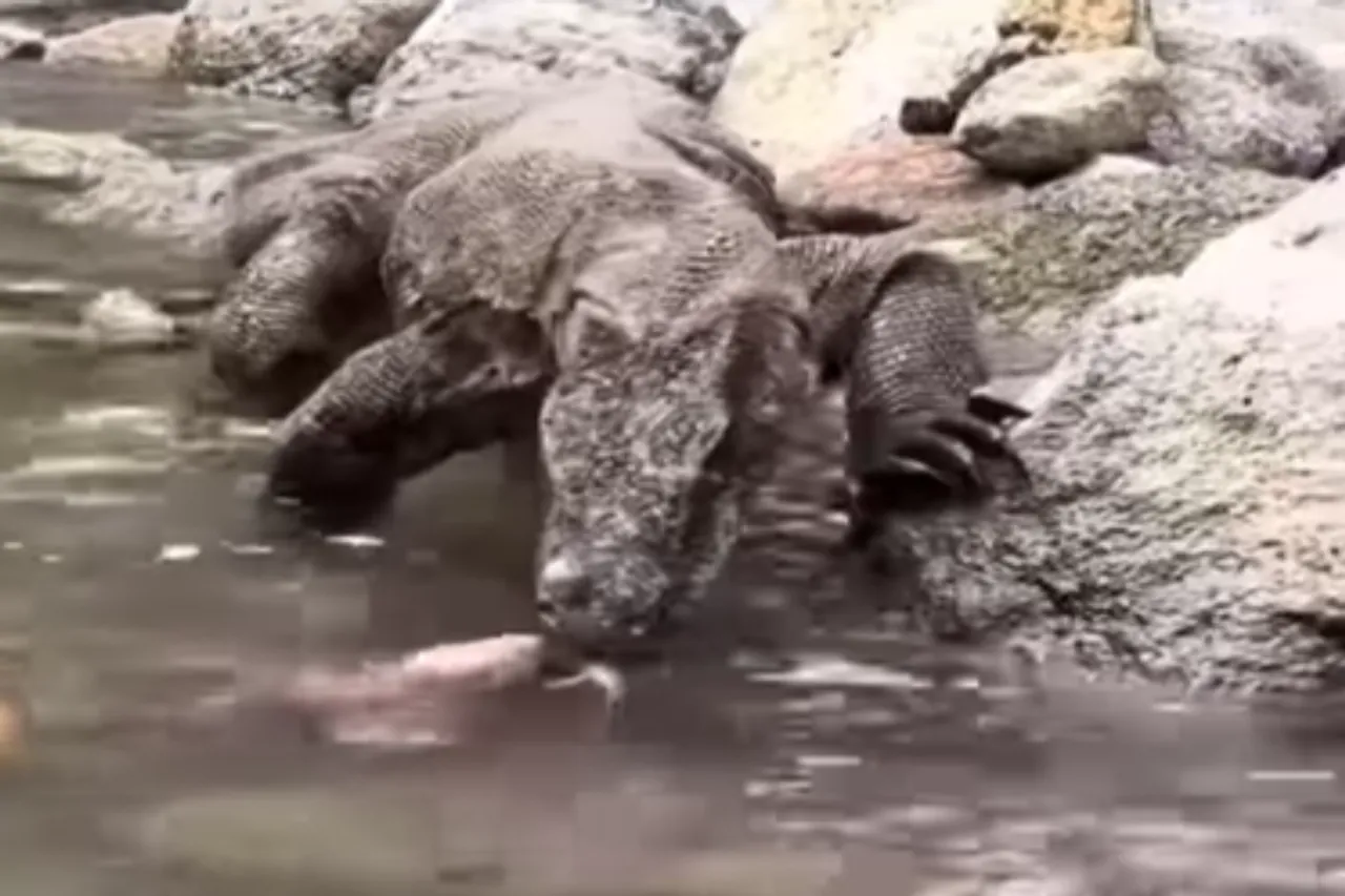 Animal Viral Video