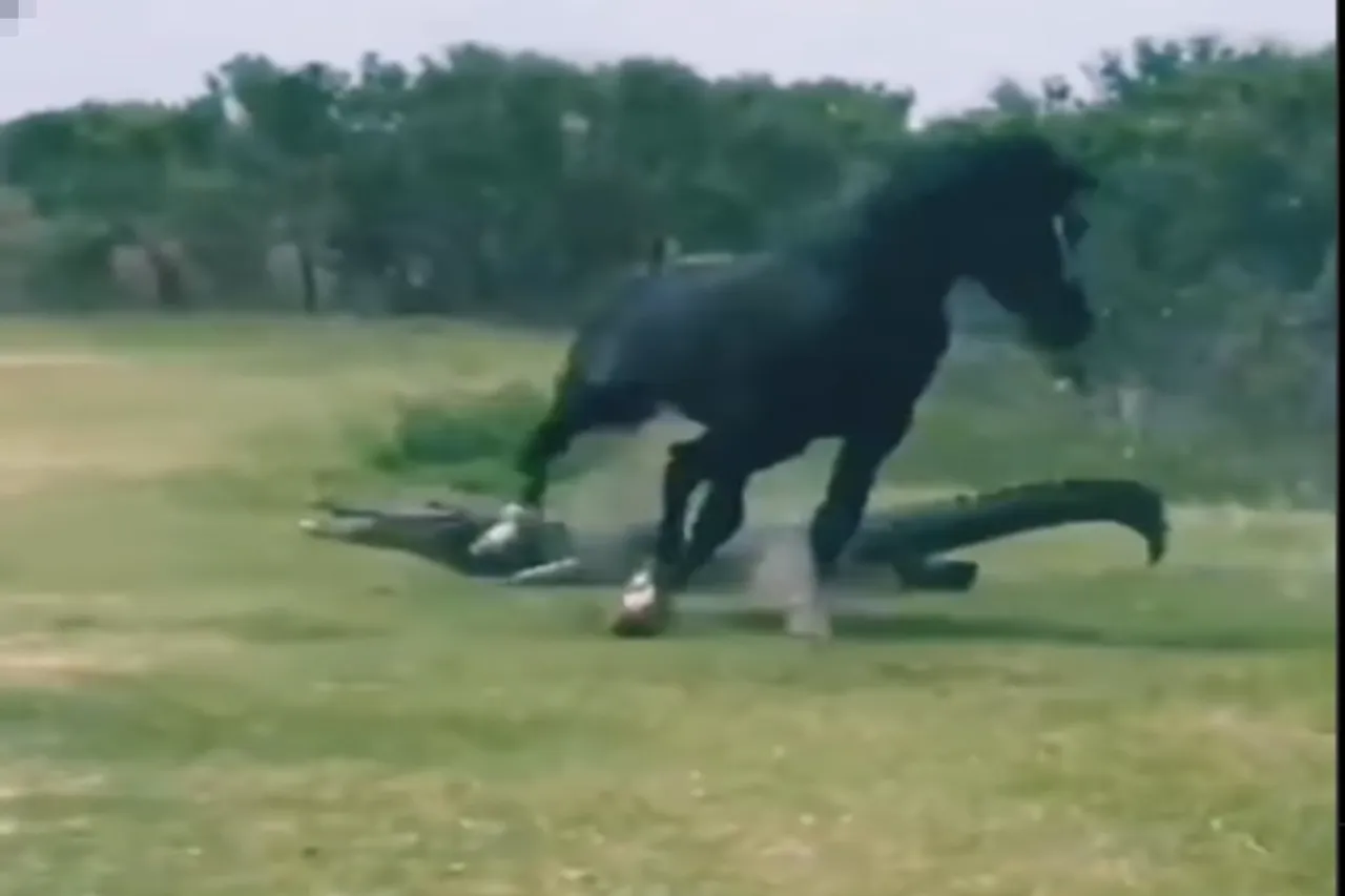 Animal Viral Video