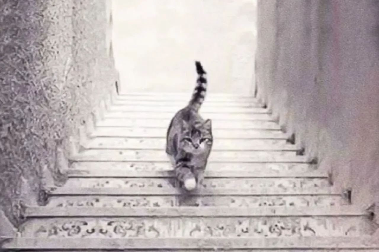 Optical Illusion