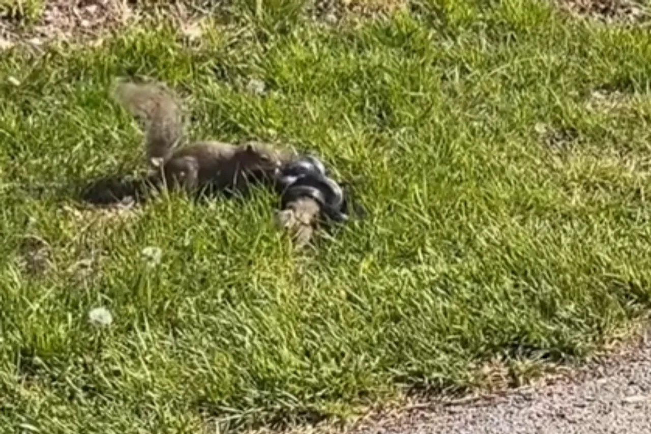 Viral Video