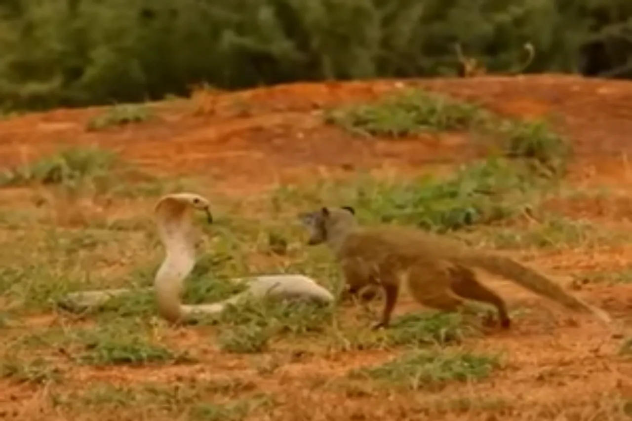 Animal Viral Video