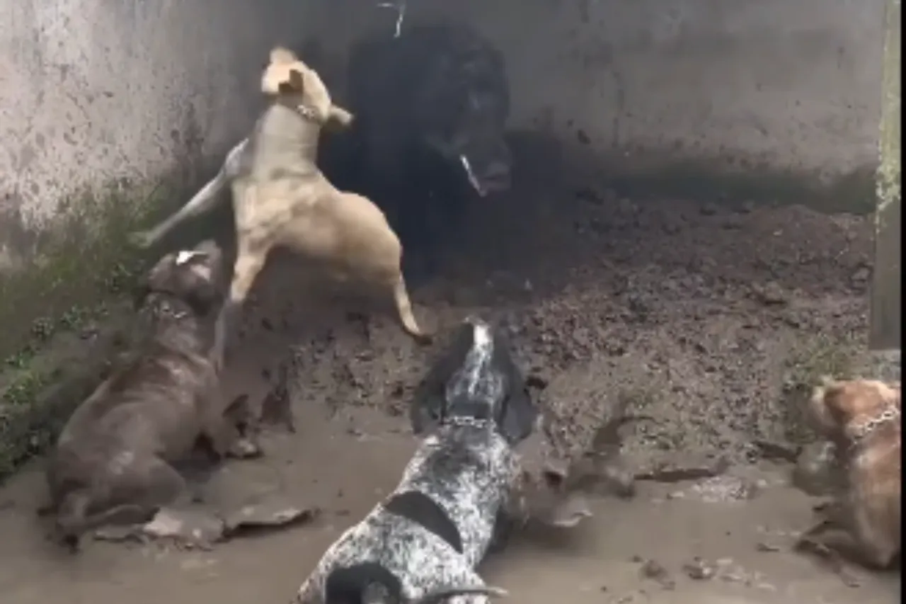 Animal Viral Video