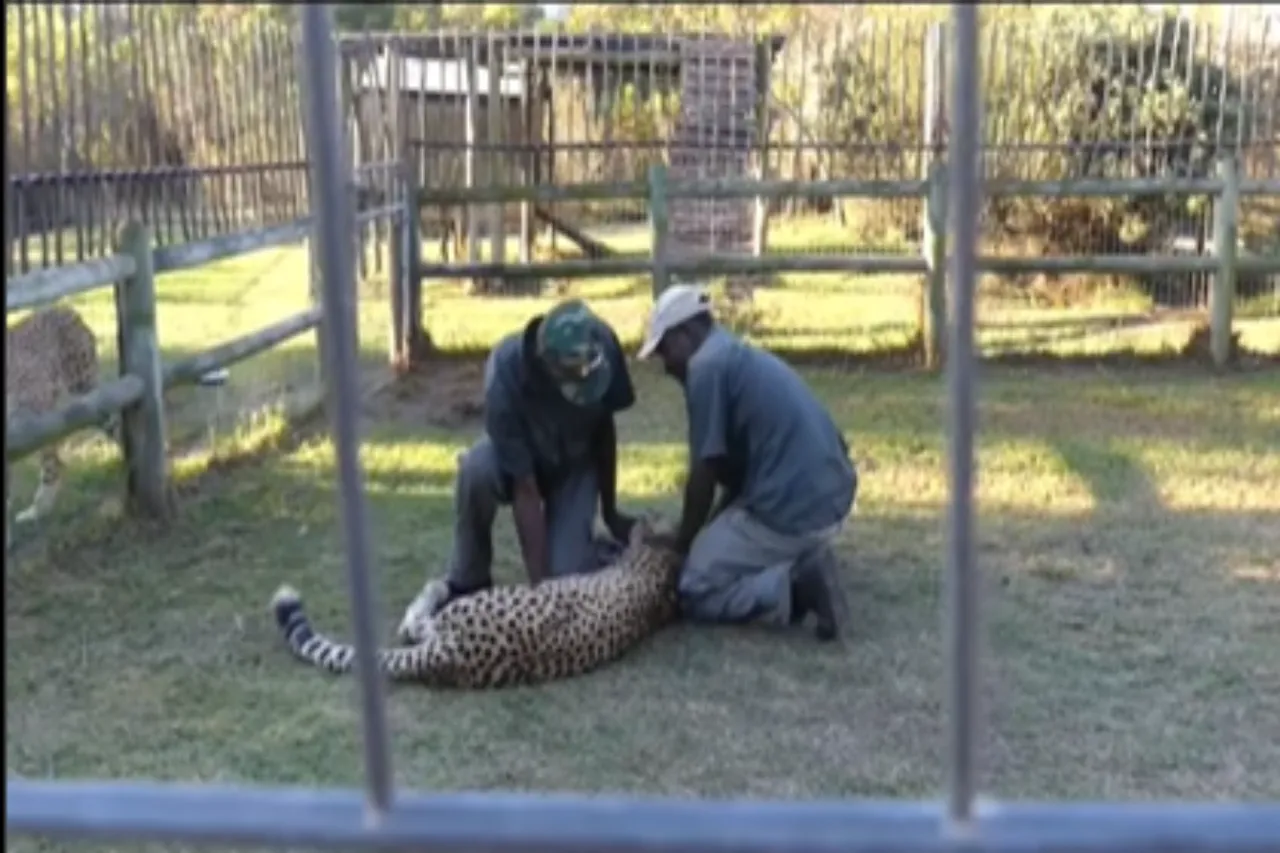 Animal Viral Video