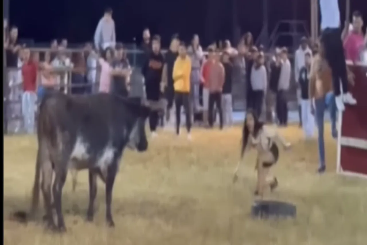 Animal Viral Video