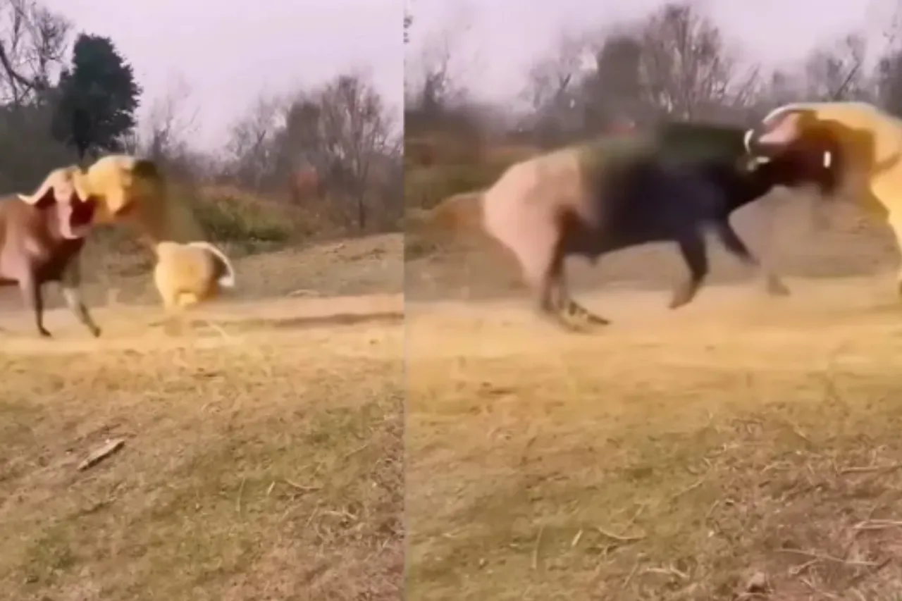 Animal Viral Video