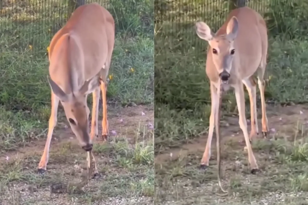 Animal Viral Video