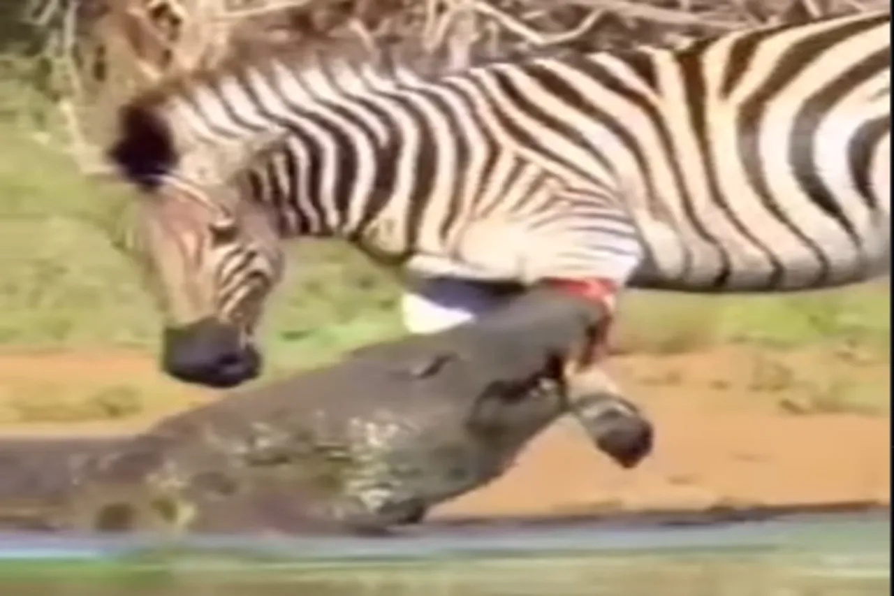 Animal Viral Video