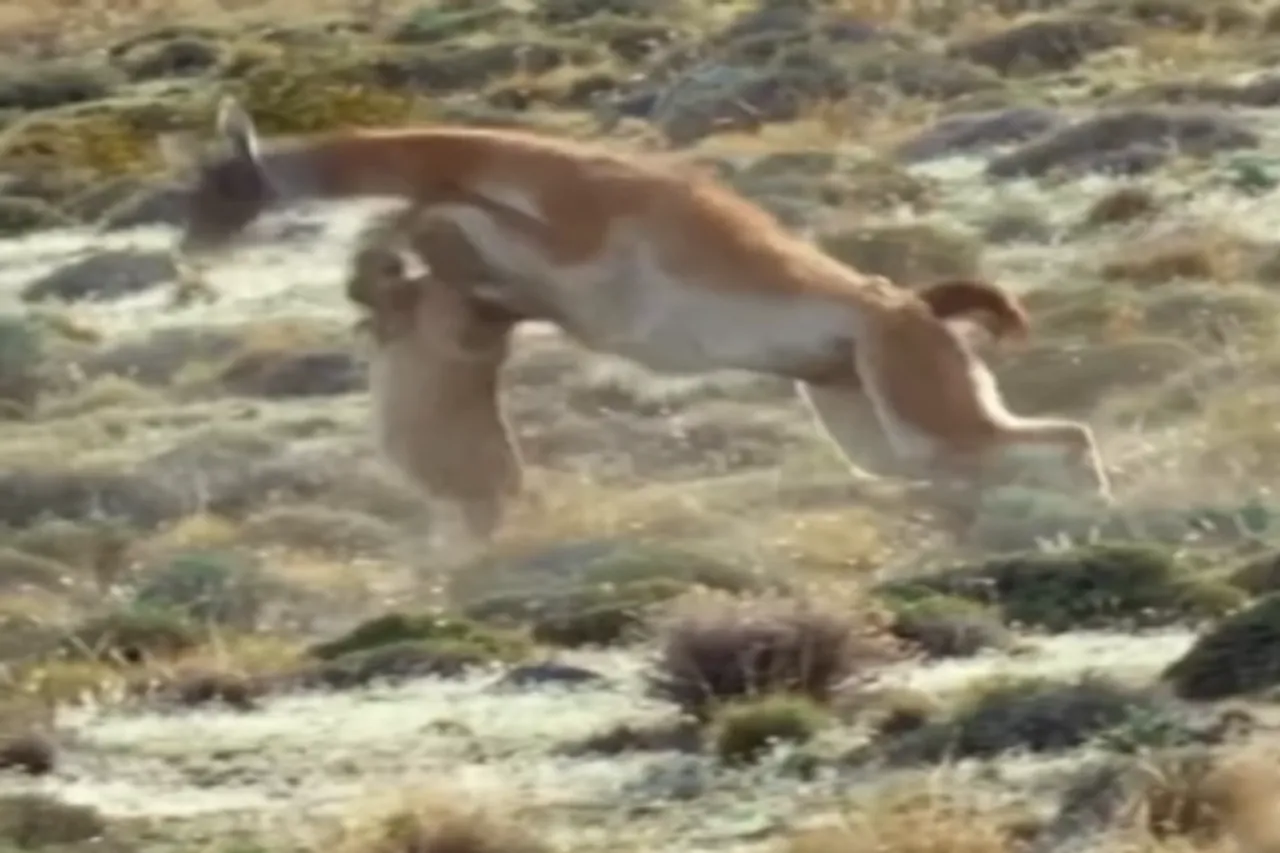Animal Viral Video