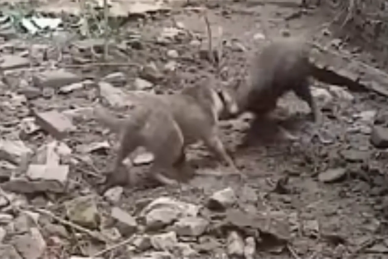 Animal Viral Video