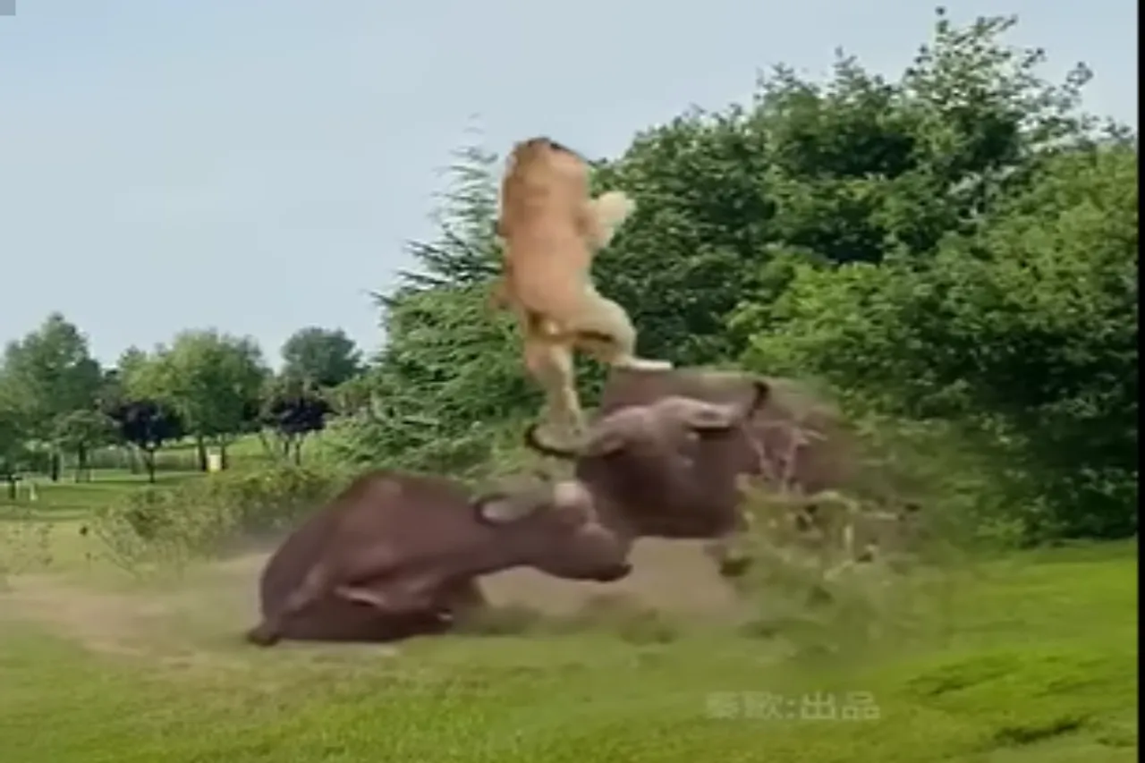 Animal Viral Video