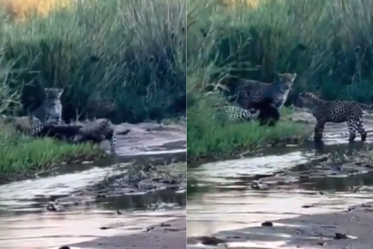Animal Viral Video