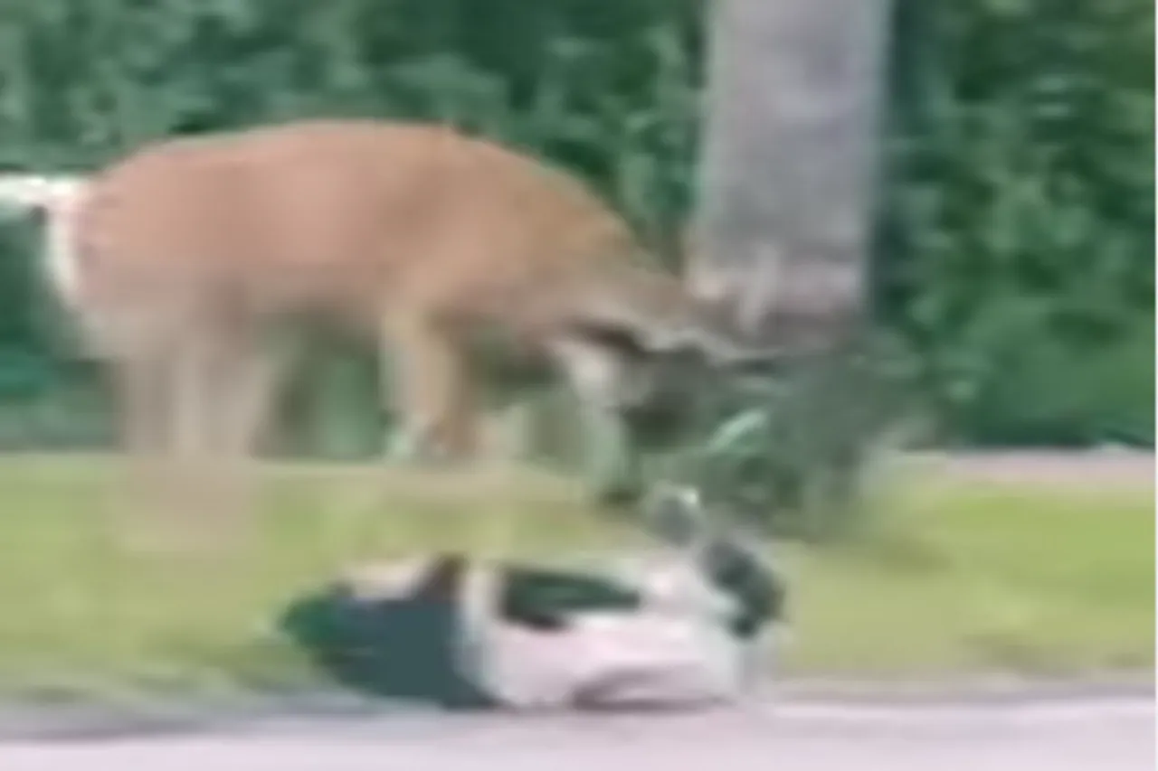 Animal Viral Video