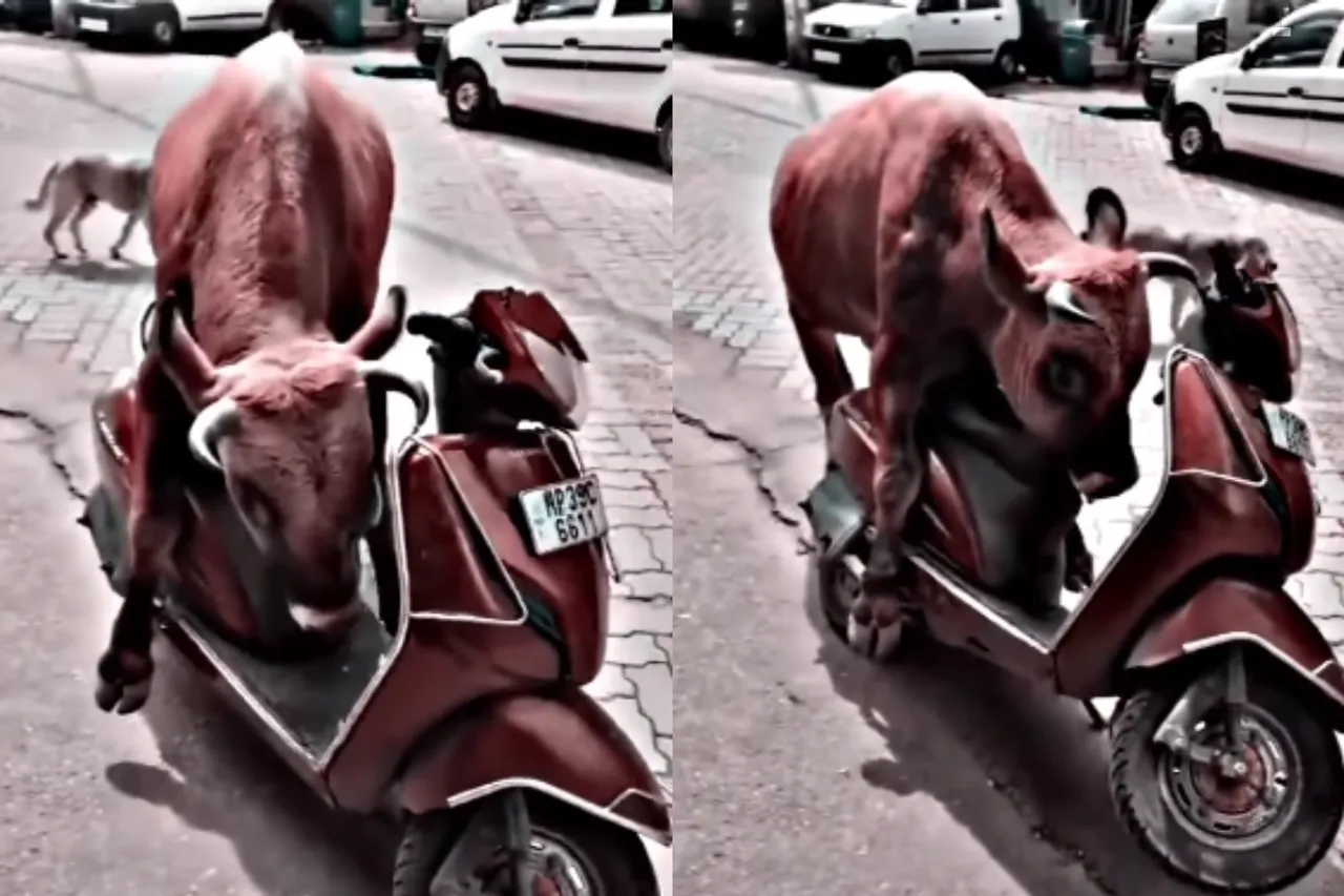 Animal Viral Video