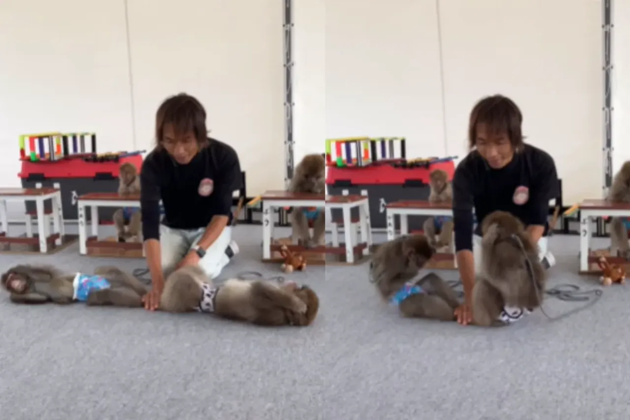 Animal Viral Video
