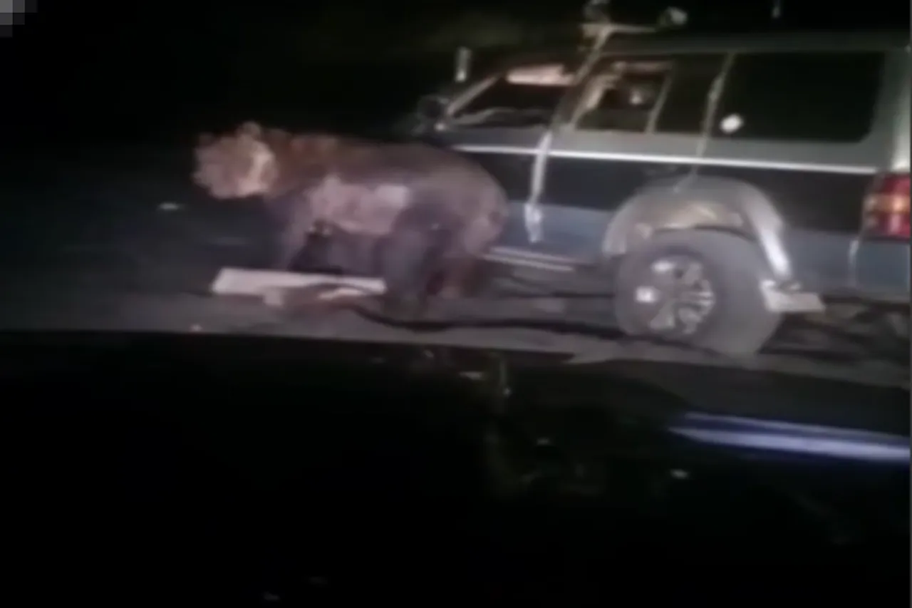 Animal Viral Video: