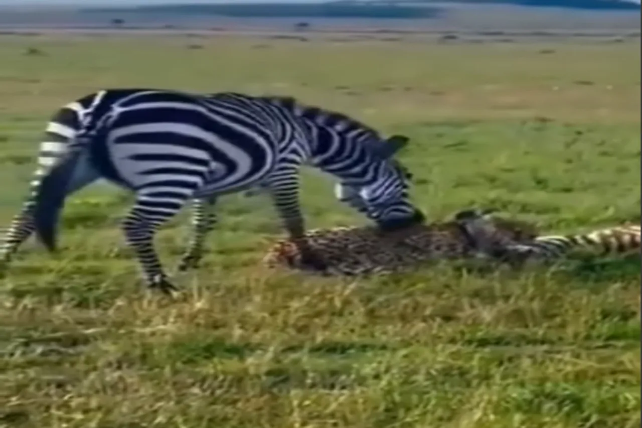 Animal Viral Video