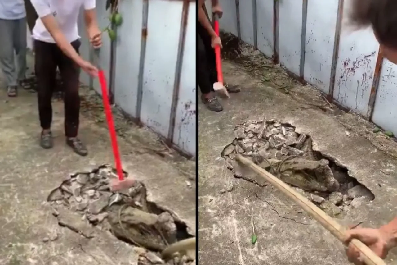 Animal Viral Video