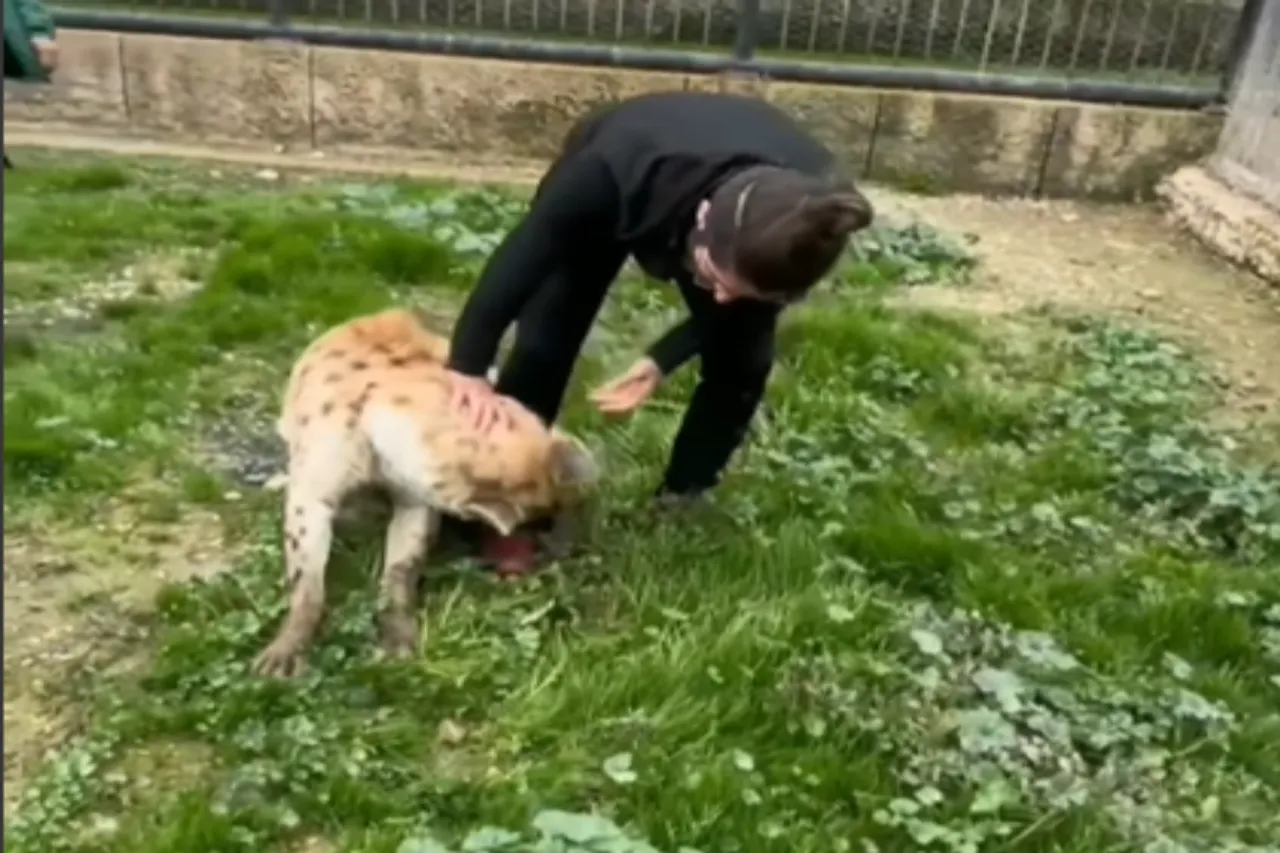 Animal Viral Video