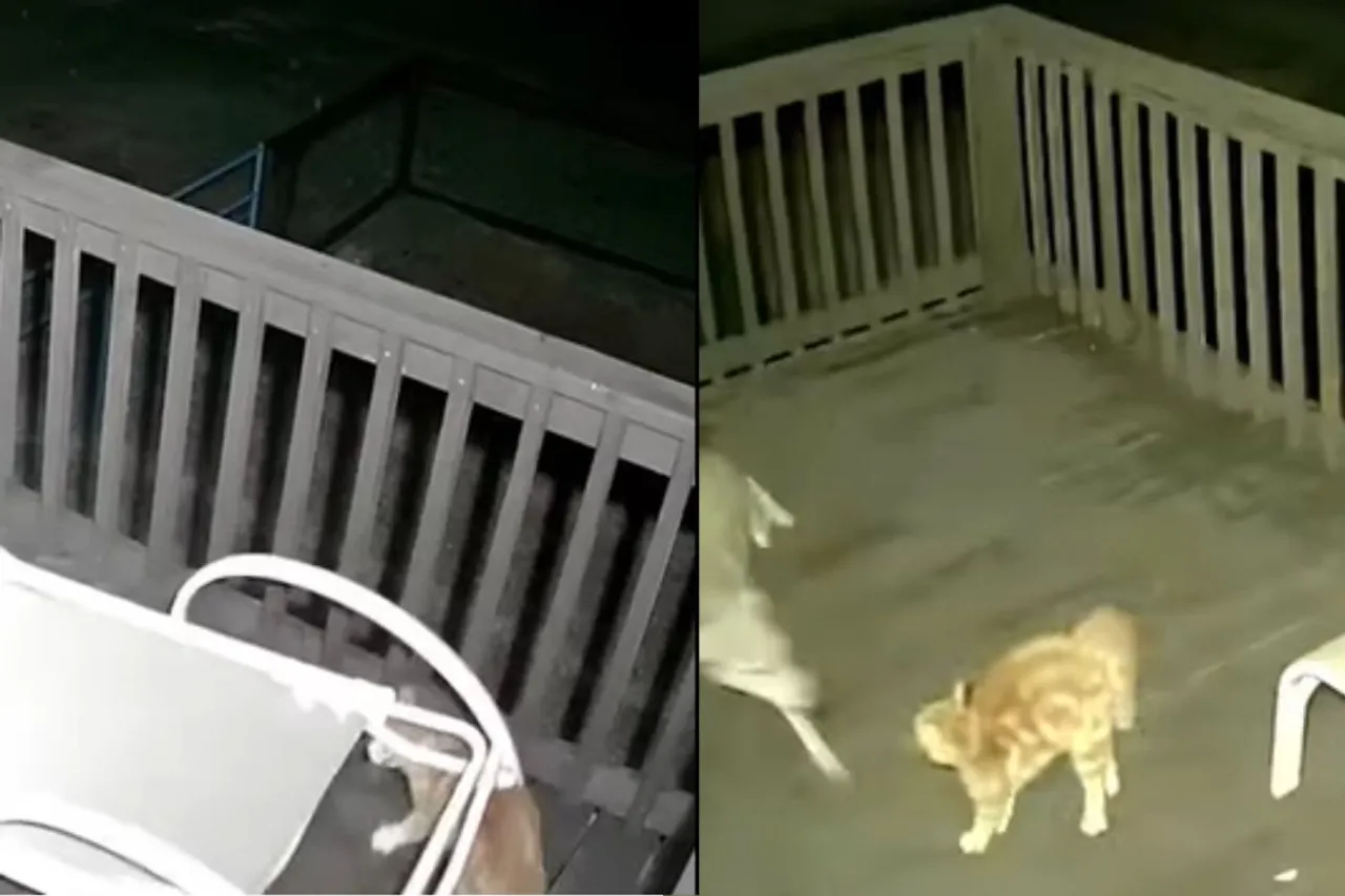 Animal Viral Video