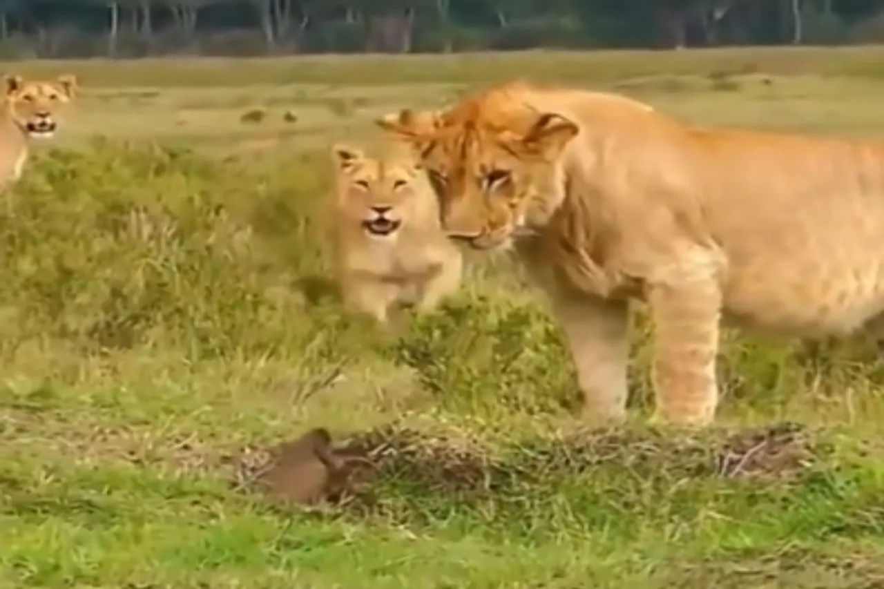 Animal Viral Video