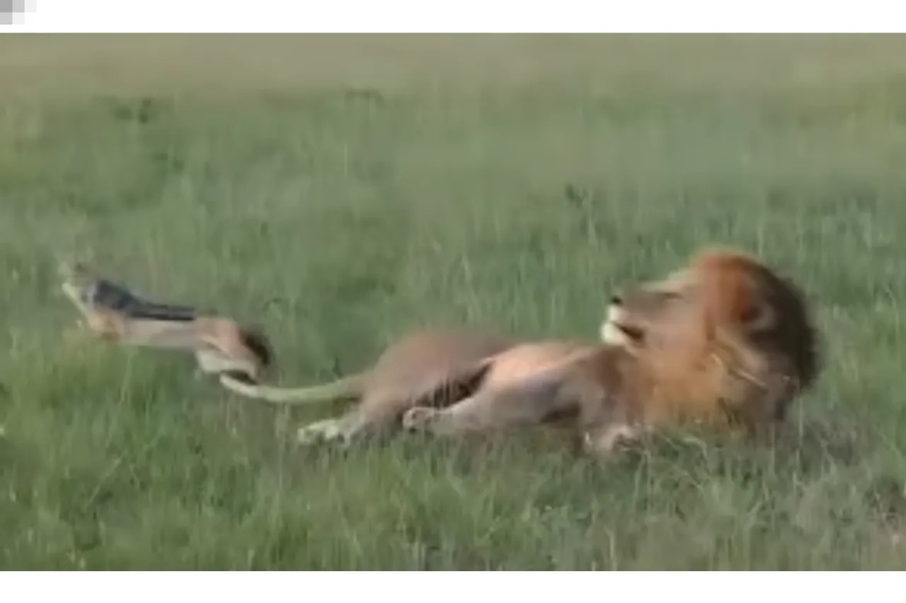 Animal Viral Video