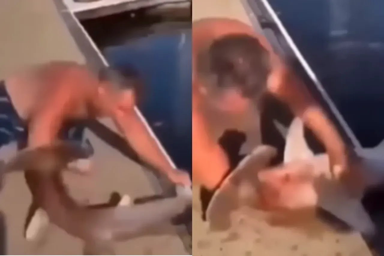 Animal Viral Video