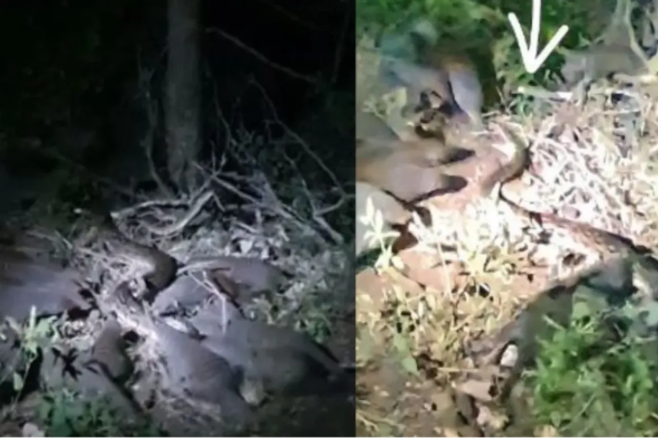 Animal Viral Video