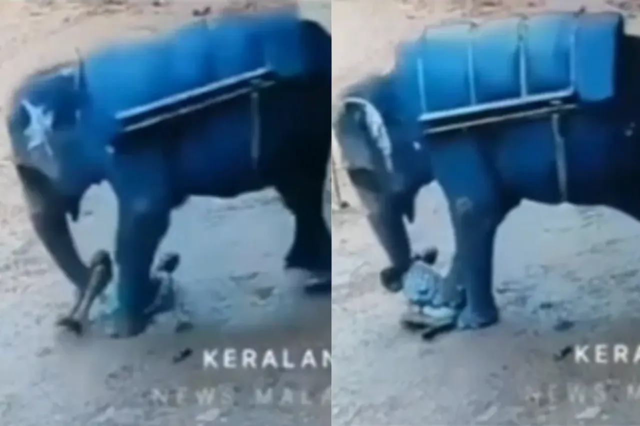 Animal Viral Video