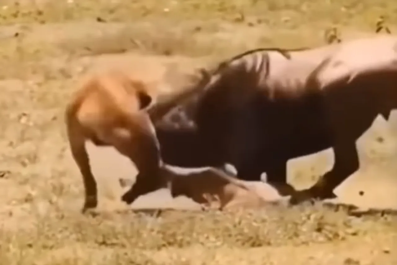 Animal Viral Video