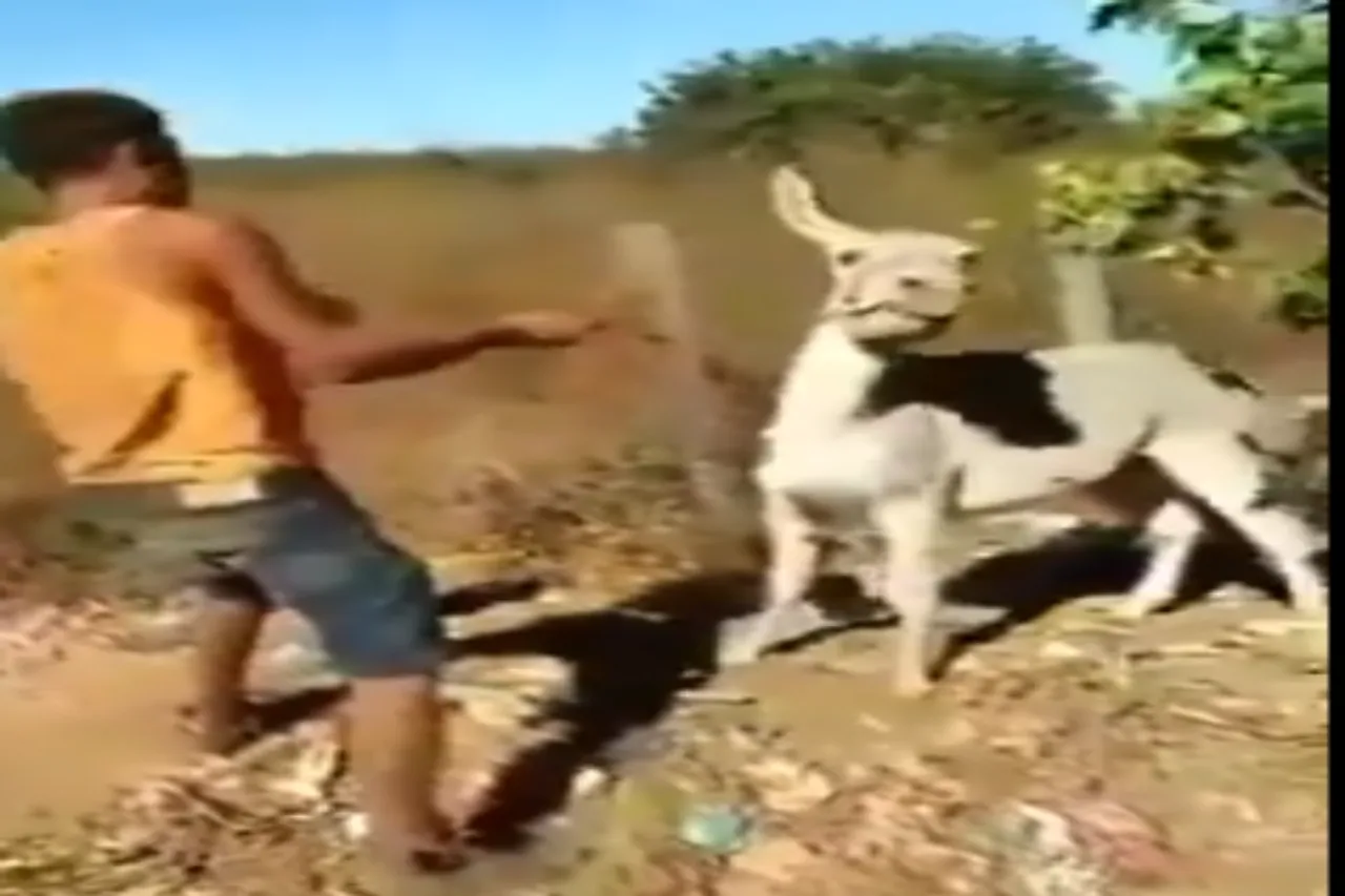 Animal Viral Video