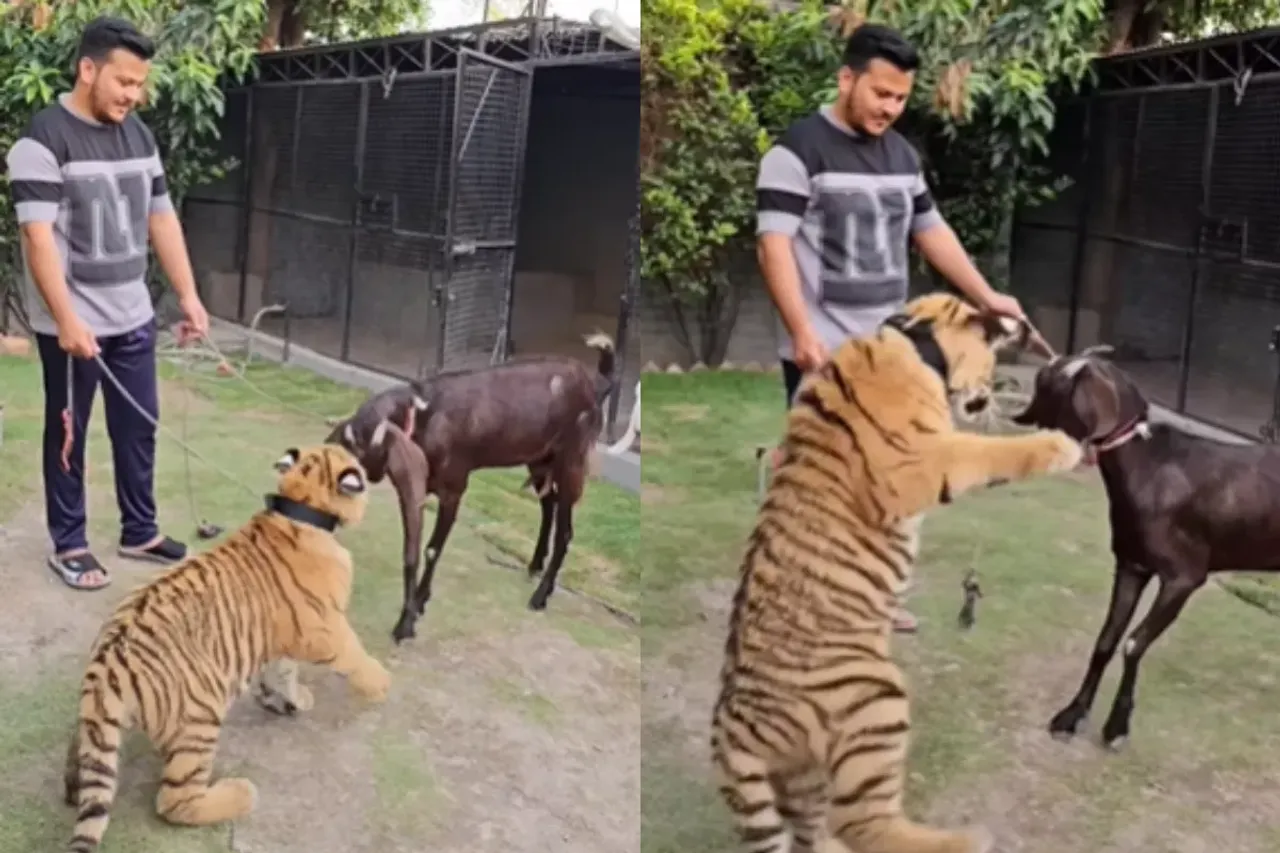 Animal Viral VIdeo
