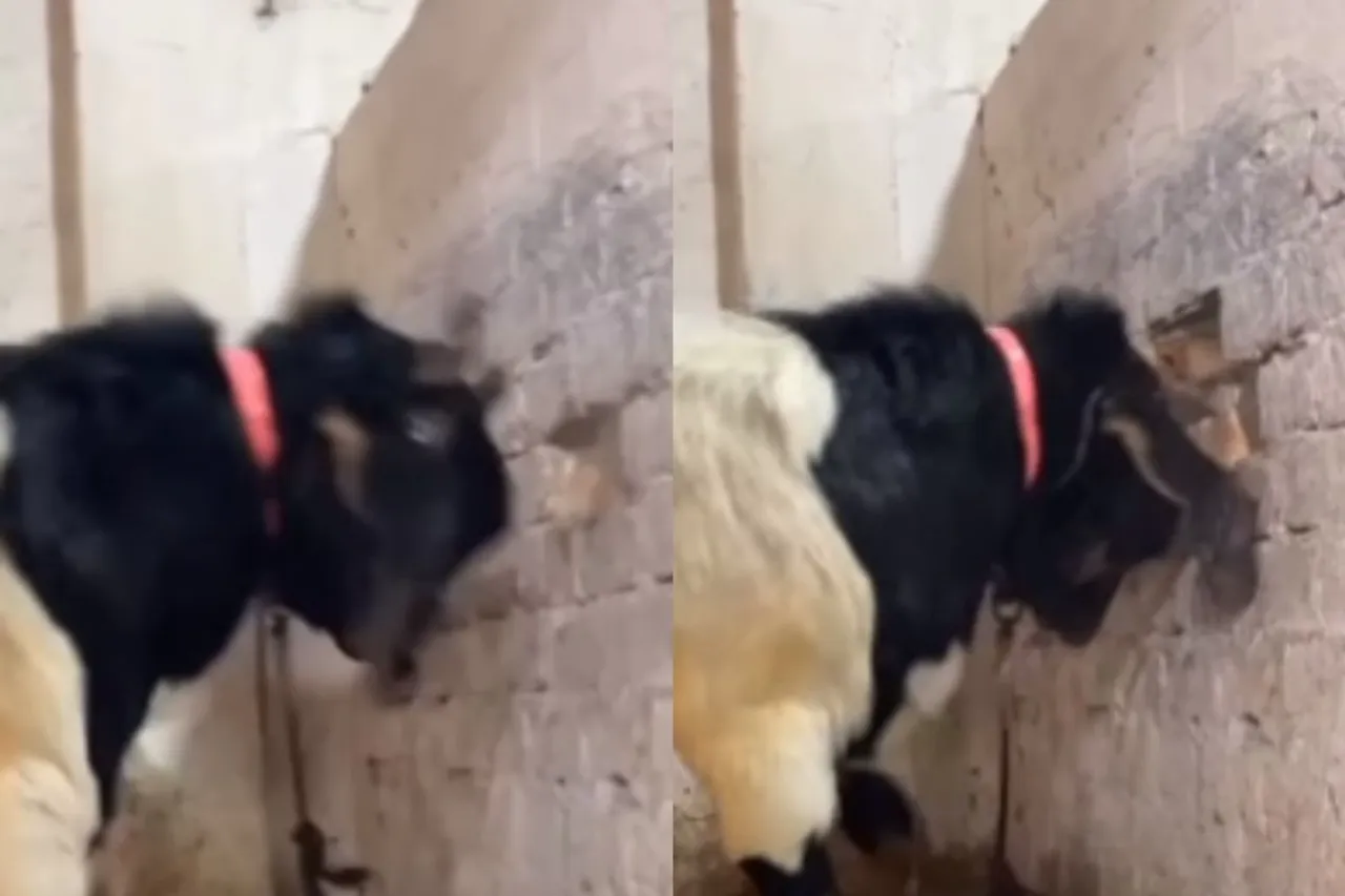 Animal Viral Video