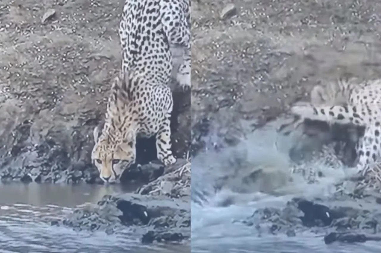 Animal Viral Video
