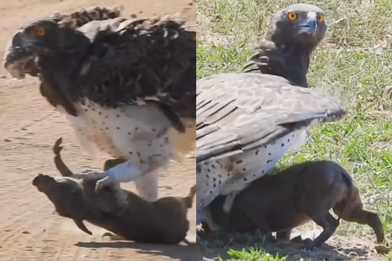 Animal Viral Video