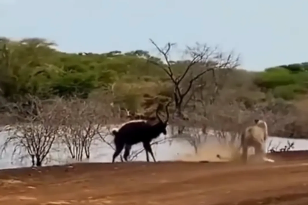 Animal Viral Video