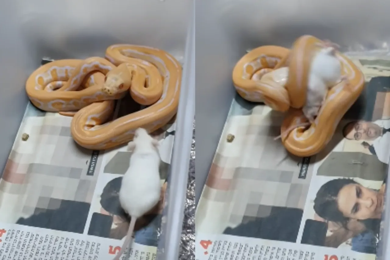 Animal Viral Video