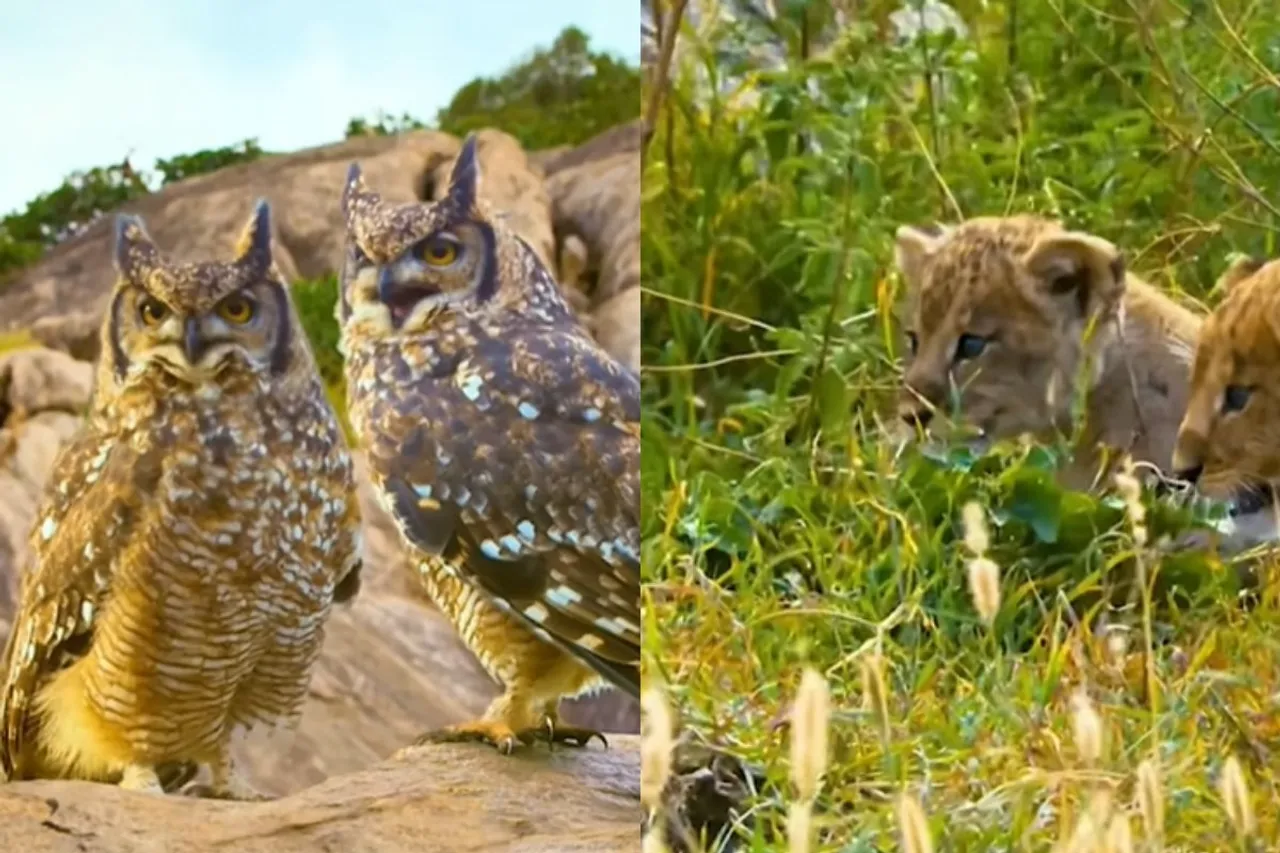 Animal Viral Video