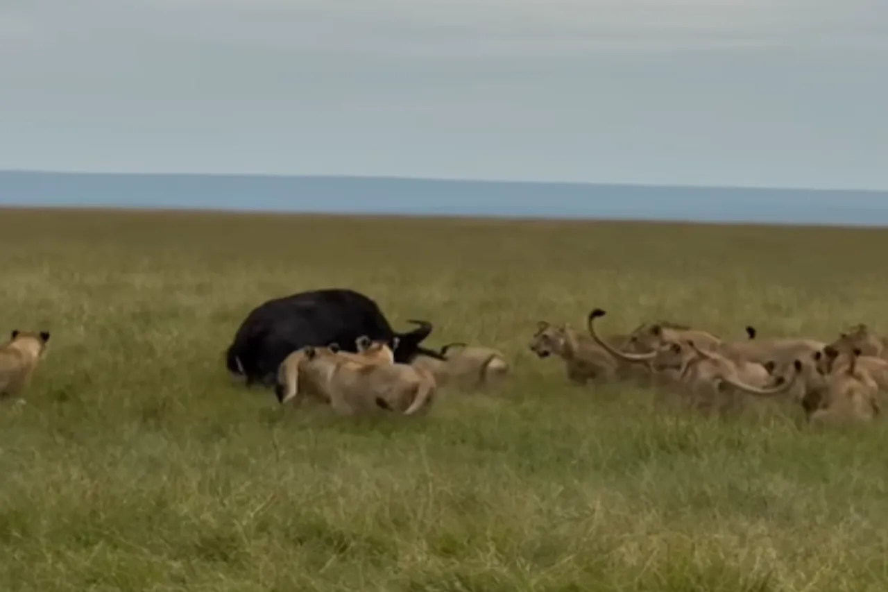 Animal Viral Video