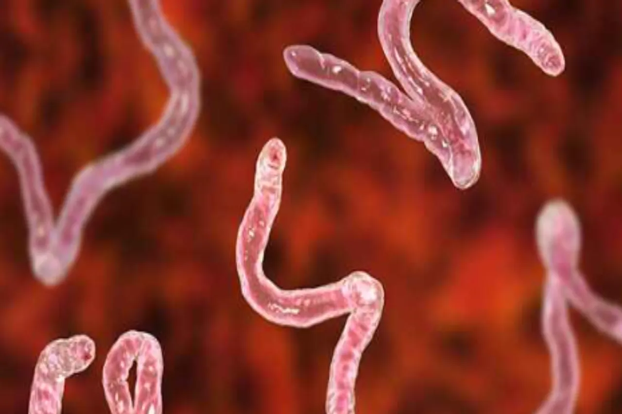 Intestinal Worms