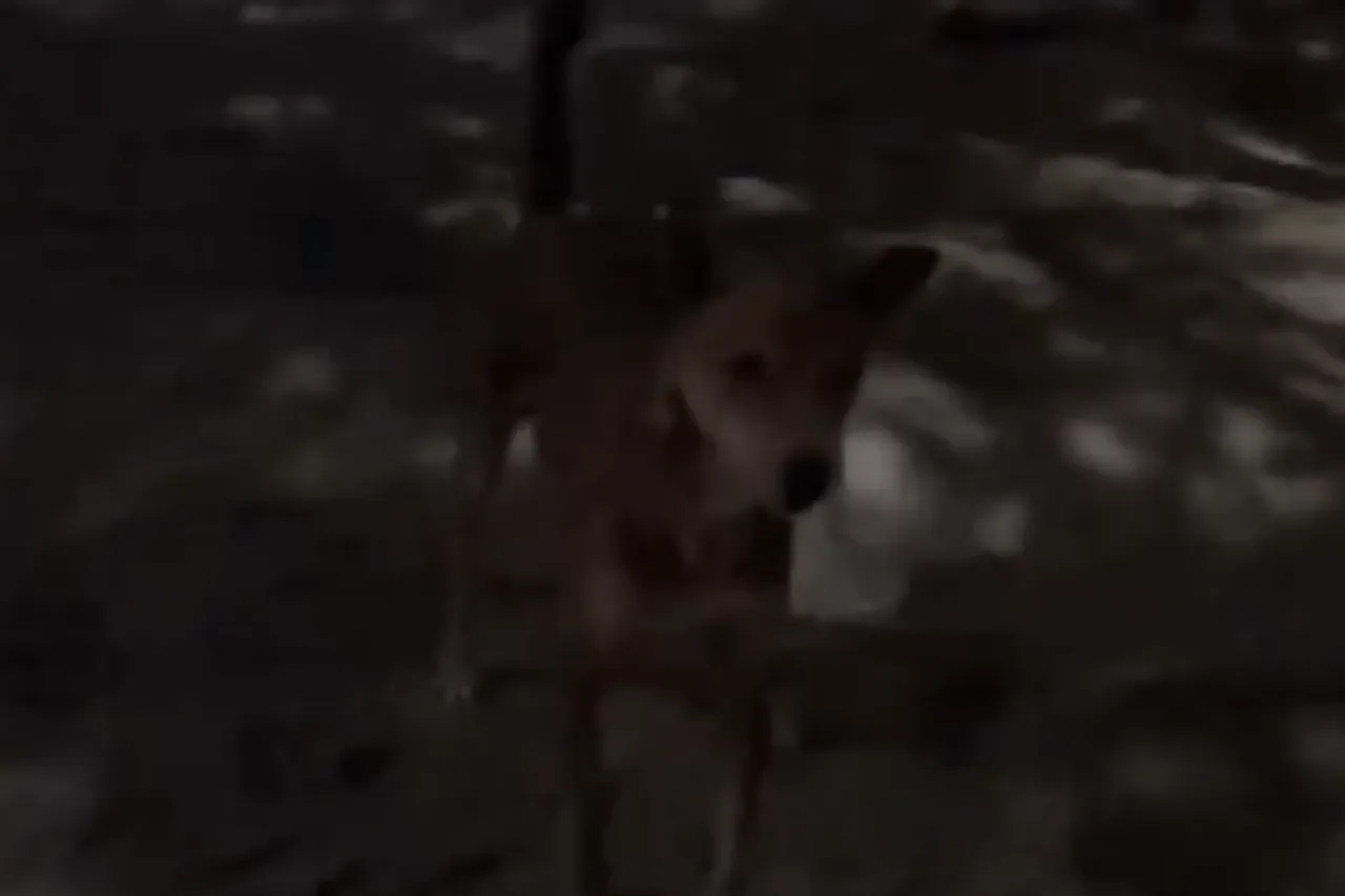 Viral Video