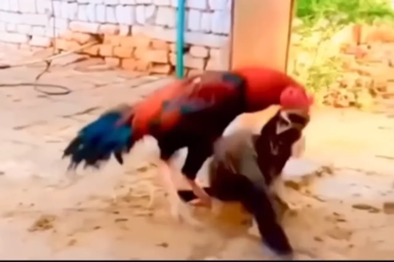 Viral Video