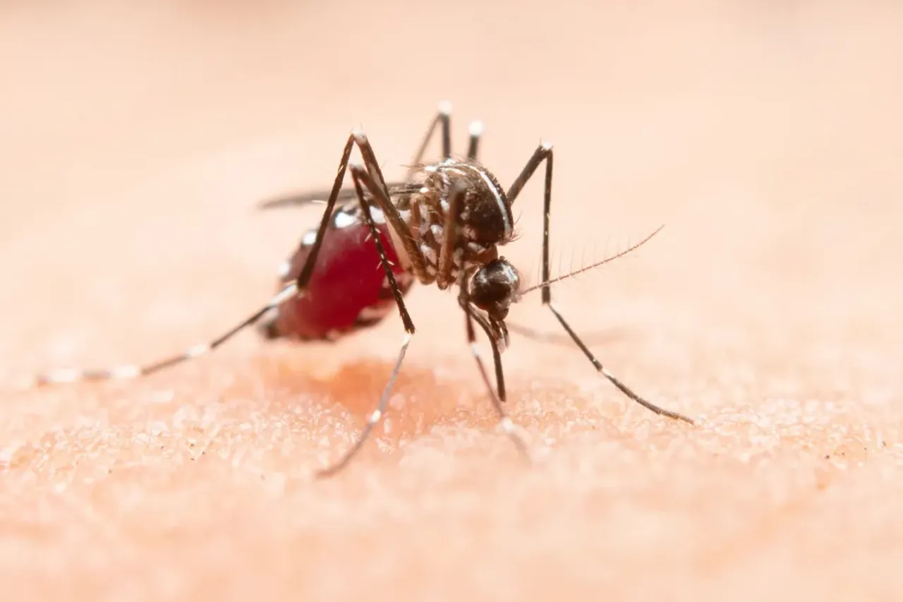 Zika Virus
