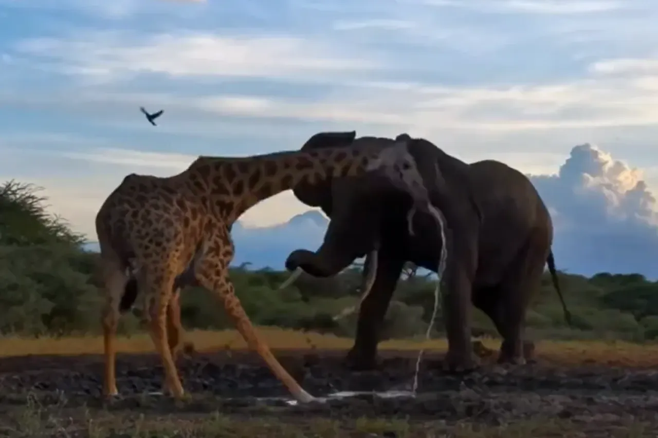 Animal Viral Video