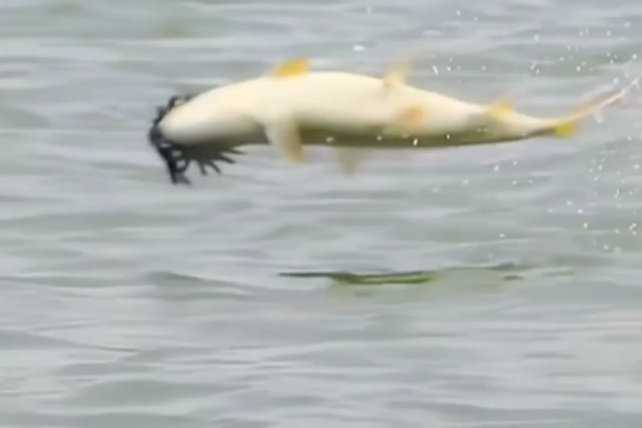 Animal Viral Video