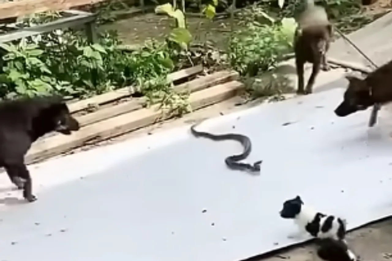 Animal Viral Video