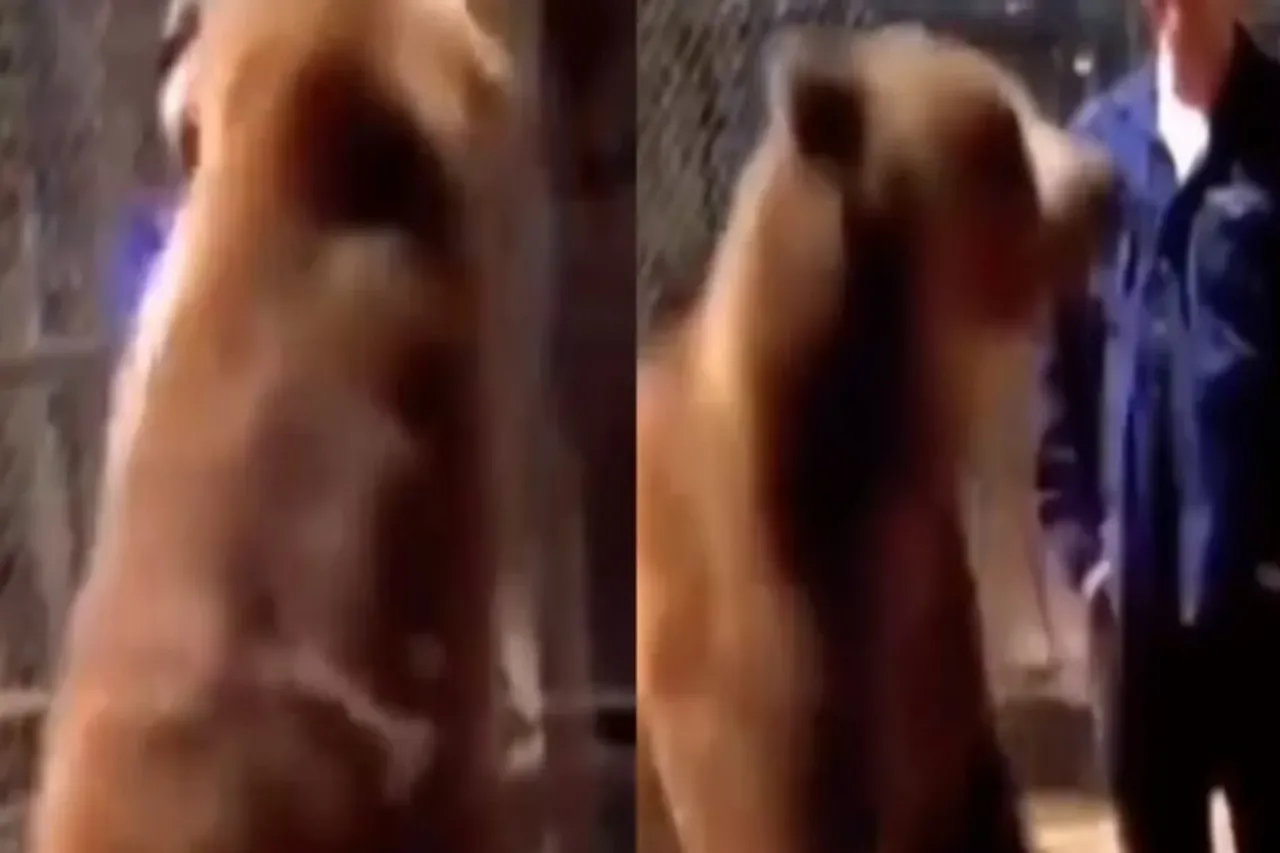 Animal Viral Video