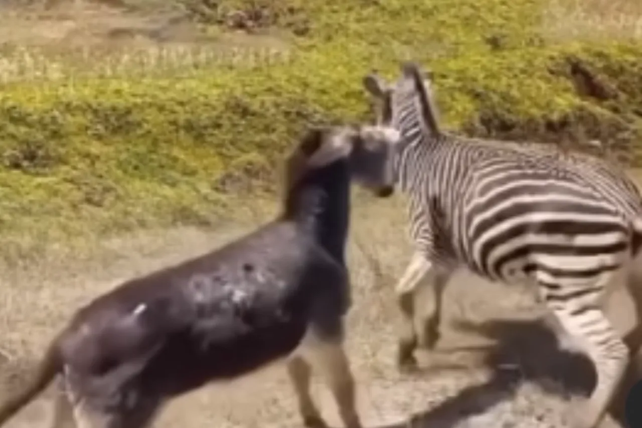 Animal Viral Video